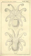 Image of Bathypolypodidae Robson 1929