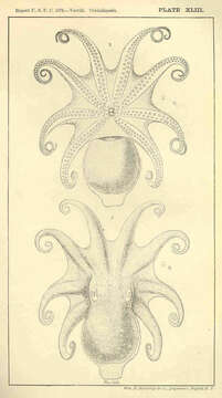 Image of Bathypolypus Grimpe 1921