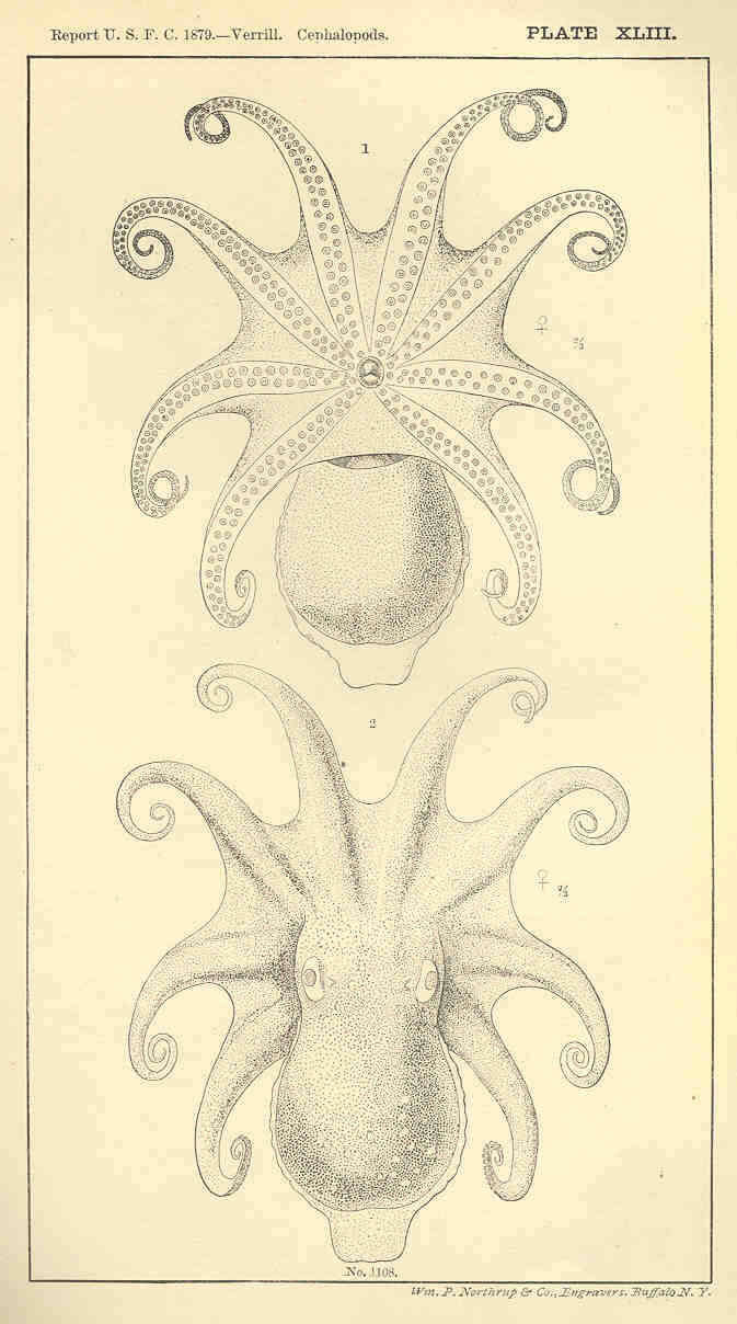 Image of Bathypolypodidae Robson 1929