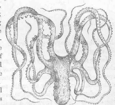 Image of Callistoctopus Taki 1964