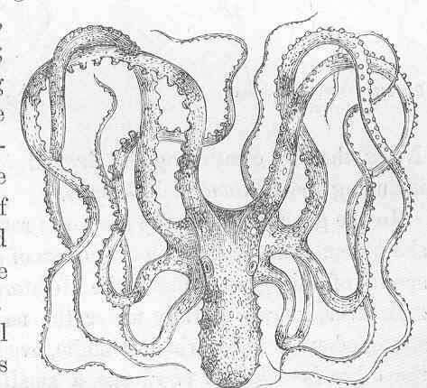 Image de Callistoctopus Taki 1964