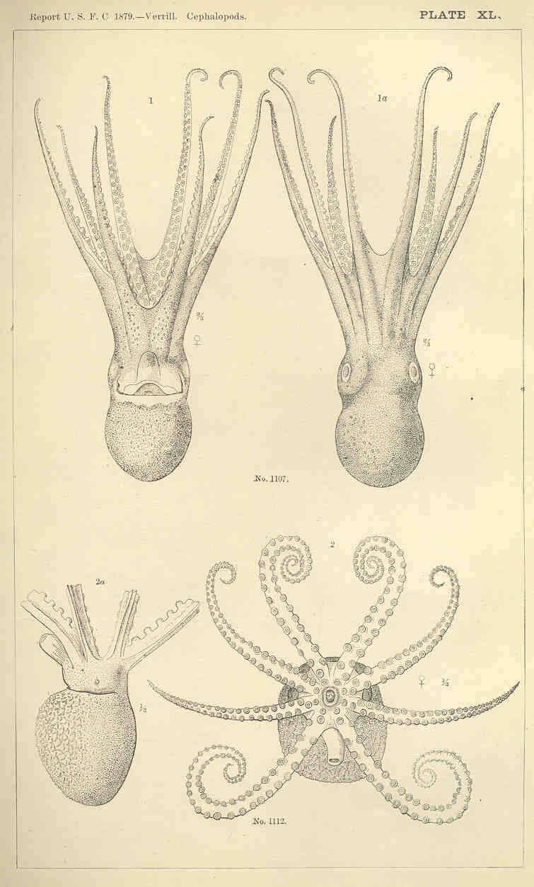 Image de Bathypolypodidae Robson 1929