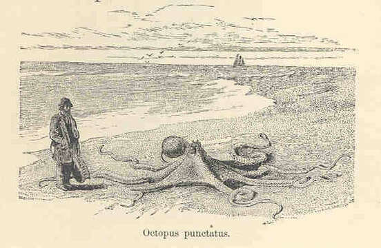Image de Enteroctopus Rochebrune & Mabille 1889