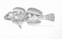 Image of Lesser sculpin