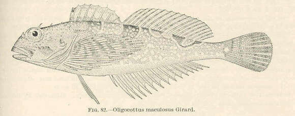 Image of Oligocottus