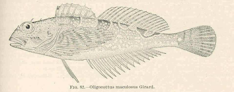 Image of Oligocottus