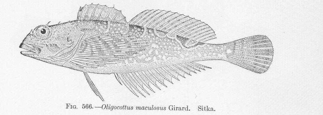 Image of Oligocottus