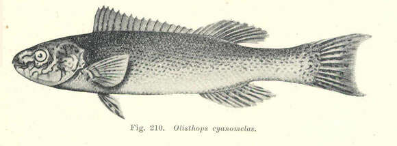 Image of Olisthops