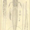 Image of Northern shortfin squid