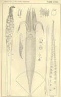 Image of Illicinae Posselt 1891
