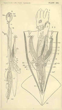 Image of Illex Steenstrup 1880