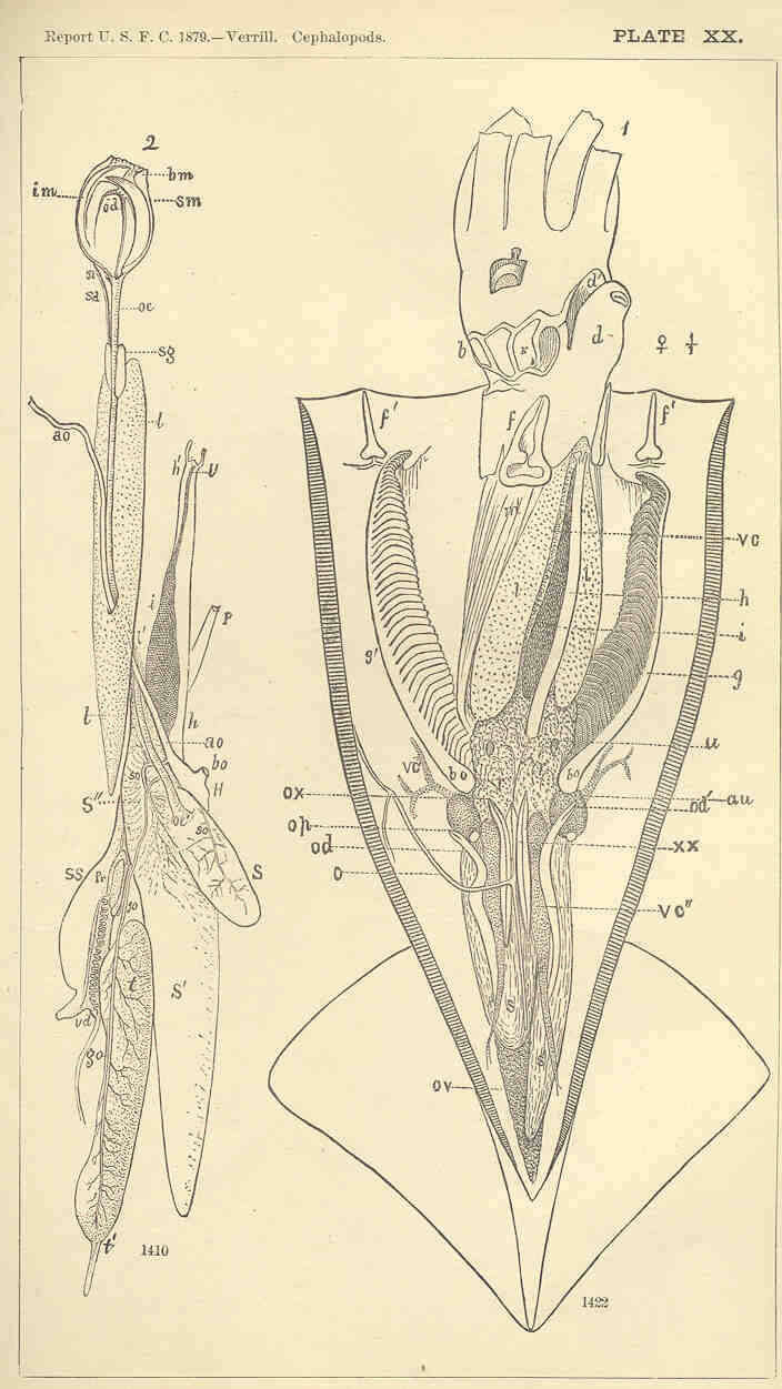 Imagem de Illicinae Posselt 1891