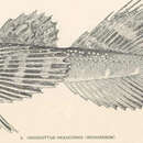 Imagem de Myoxocephalus quadricornis (Linnaeus 1758)