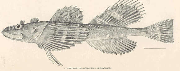 Image of stellate sculpin