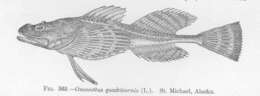 Image of stellate sculpin