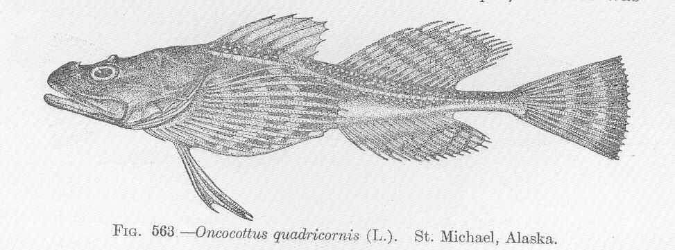 Image of stellate sculpin