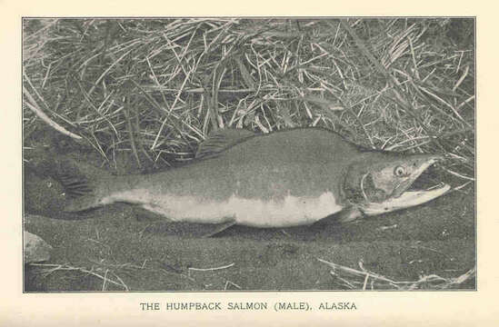 Image of Salmon