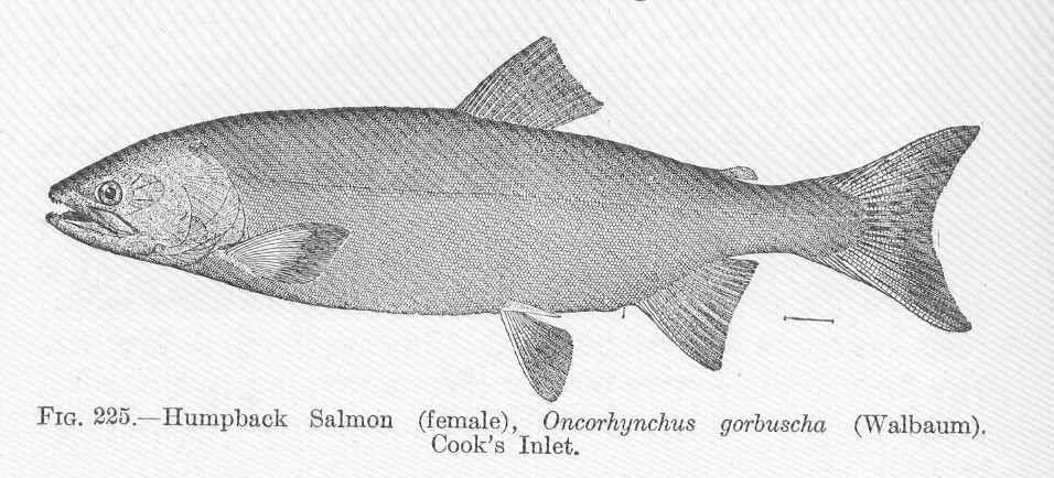 Image of Salmon