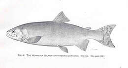 Image de Oncorhynchus