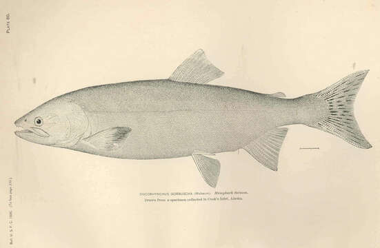 Image of Salmon