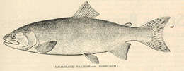 Image of Salmon