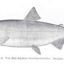 Oncorhynchus keta (Walbaum 1792) resmi