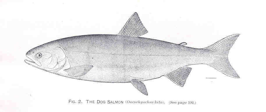 Image of Salmon