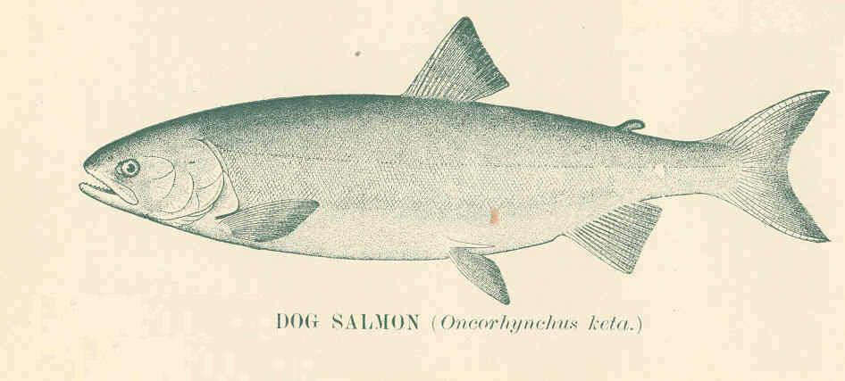 Image of Salmon