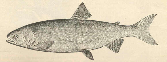 Image of Salmon