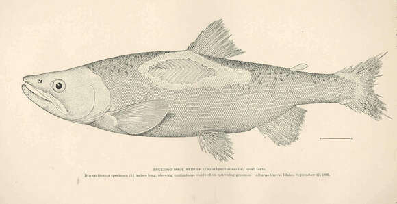 Image of Salmon