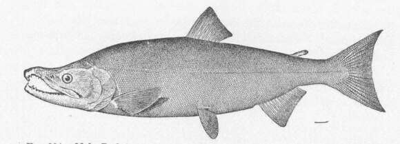 Image of Salmon