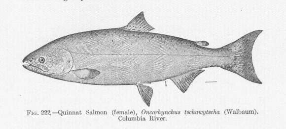 Image of Salmon