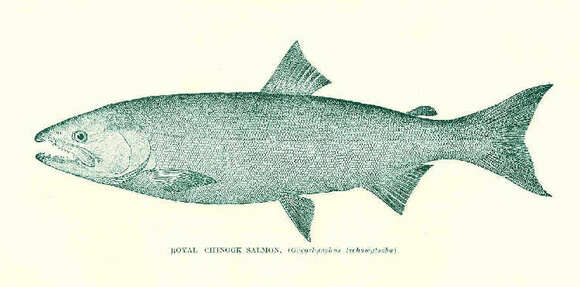 Image of Salmon