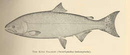 Image of Salmon