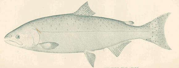 Image of Salmon