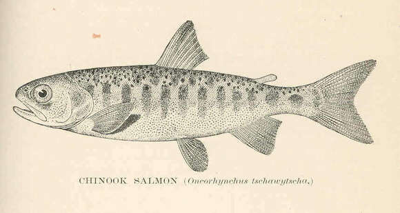 Image of Salmon