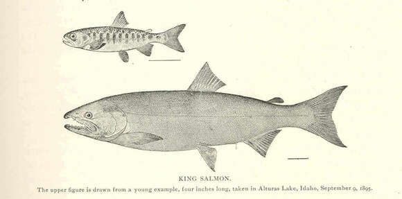 Image of Salmon