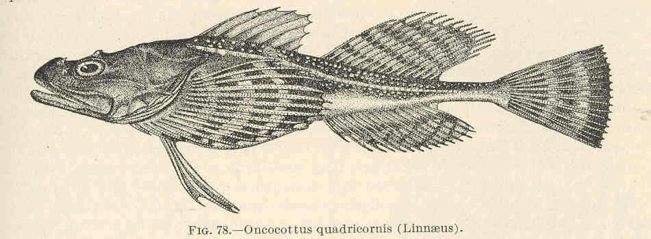 Image of stellate sculpin