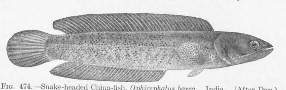 Image of snakeheads