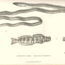 Image of Bascanichthys filaria (Günther 1872)