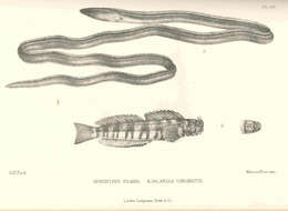 Image of Bascanichthys