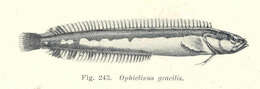 Image of kelp blennies