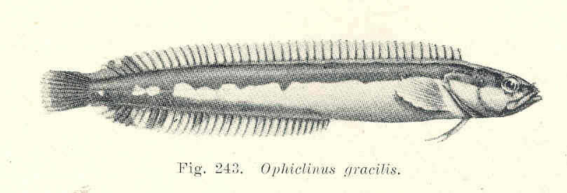 Image of Ophiclinus