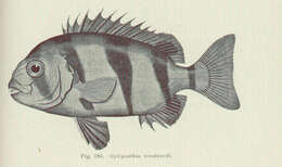 Image de Oplegnathus woodwardi Waite 1900