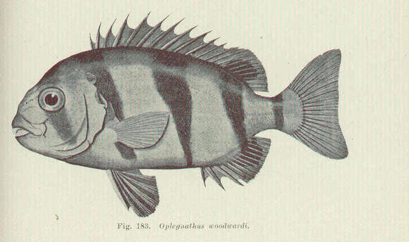 Imagem de Oplegnathus woodwardi Waite 1900