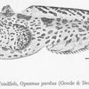Imagem de Opsanus pardus (Goode & Bean 1880)