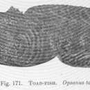 Image of Oyster Toadfish