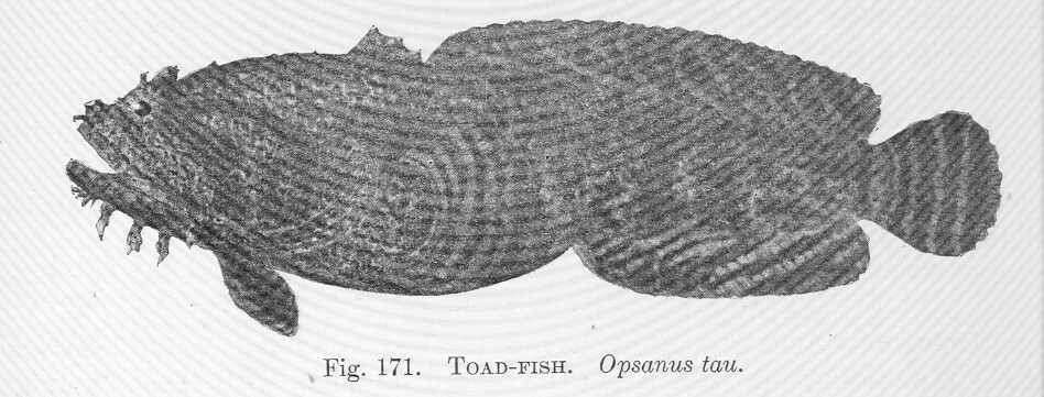 Image of Opsanus