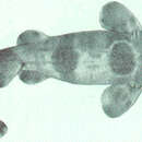 Sivun Sutorectus tentaculatus (Peters 1864) kuva