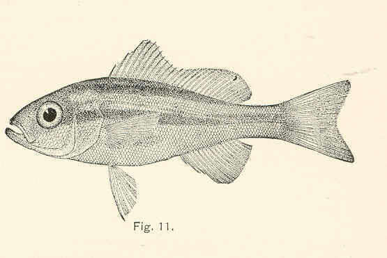 Image of Orthopristis